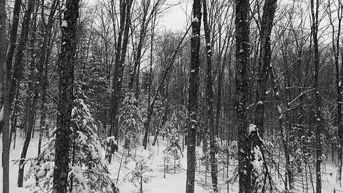 Slow winter drone flight through snowy, winter forest. Ontario, Canada. Black and white. 4K.