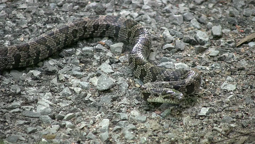 Ontario summer snake. surprisingly long snake slithers past. HDV footage. HD.