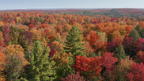 Circling large eastern white pine in autumn landscape. Brilliant colours. 4K.