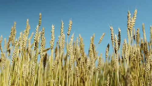 Wheat crop with blue sky. Saskatchewan, Canada. HD.