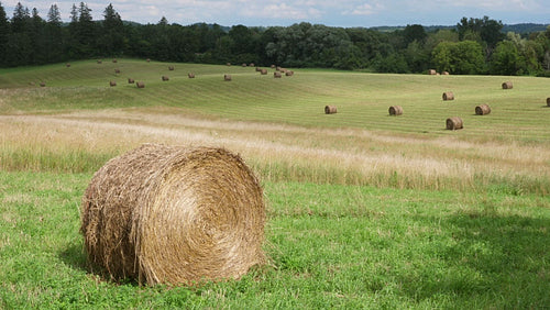 Round hay bale in field. Bales in field in the distance. Ontario, Canada. 4K.