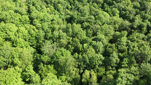 Fast drone flight over summer forest. Rural Ontario, Canada. 4K.