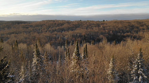 Morning drone flight over snowy winter forest. Northern Ontario, Canada. 4K.