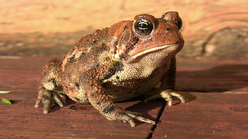 American toad sitting on sunlit deck. Muskoka, Ontario, Canada. HD.