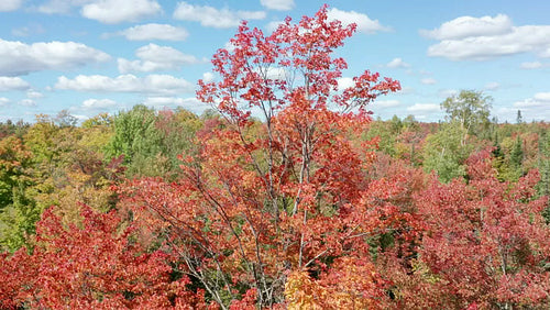 Drone aerial. Rotating around red autumn maple tree. Blue sky and puffy clouds. 4K.