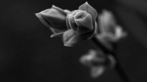 Spooky Spring Bud. Black and white. HD.