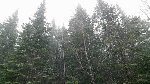 Winter blizzard with conifers. Slow panning shot half speed. Canada. 4K.