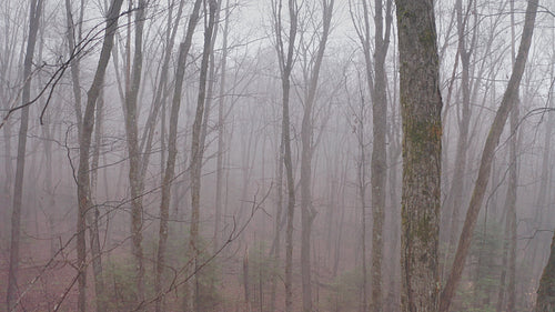 Slow drone flight into mysterious, misty forest. Late fall. 4K.