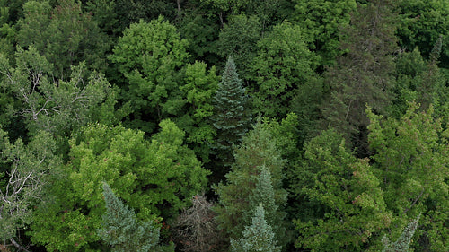 Drone aerial. Flight towards blue spruce tree. 4K.