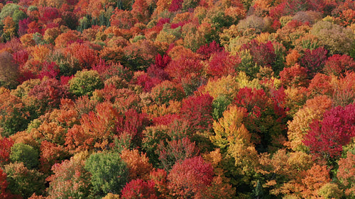 Slow drone flight over brilliant colours of autumn forest. 4K.