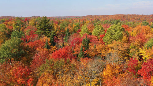 Low drone flight over beautiful fall trees. Autumn in Ontario, Canada. 4K.