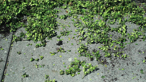 Yardwork. Raking and sweeping time lapse. HD video.