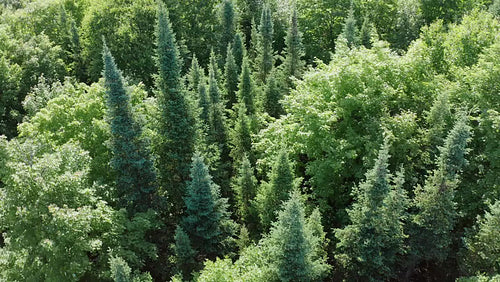 Drone rotating over beautiful sunlit forest. Conifers and deciduous trees. Ontario, Canada. 4K.