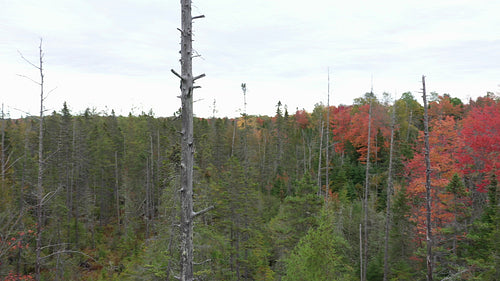 Drone circling trunk of tall, thin dead tree. 4K.