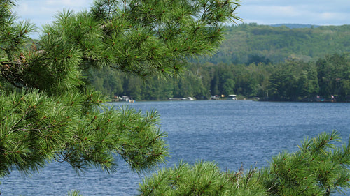 Conifer branches with cottage country scene with lake. Ontario, Canada. 4K.