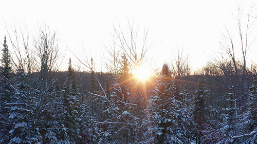 Winter forest sunset. Drone flying through treetops. Aerial shot. 4K.