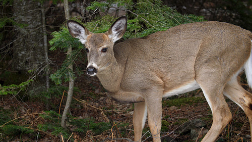 Female deer in the forest. Head and body. Rural Ontario, Canada. 4K.