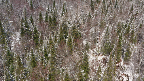 Mellow drone flight over sunlit winter forest with conifers. Ontario, Canada. 4K.