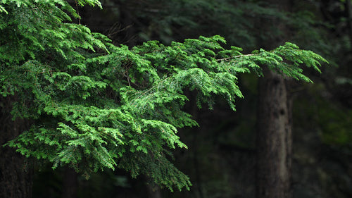 Evergreen branch on wet, windy day. 4K.