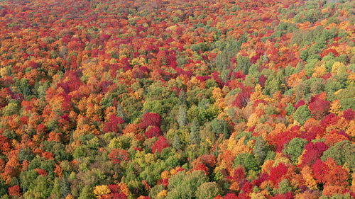 Drone flight circling high above autumn forest. Ontario, Canada. 4K.