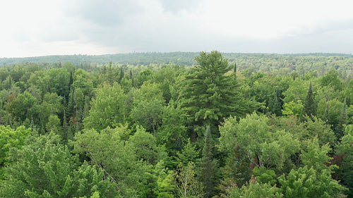 Drone aerial. Summer forest with Eastern White Pine. Ontario, Canada. 4K.