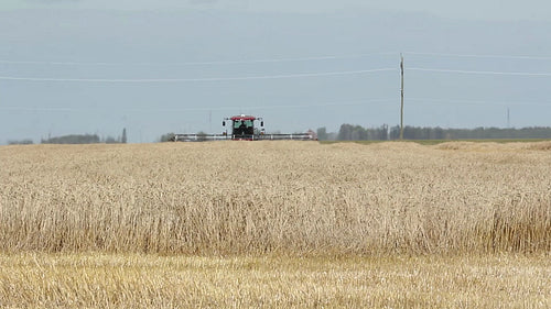 Field of wheat at harvest time. Manitoba, Canada. HD.