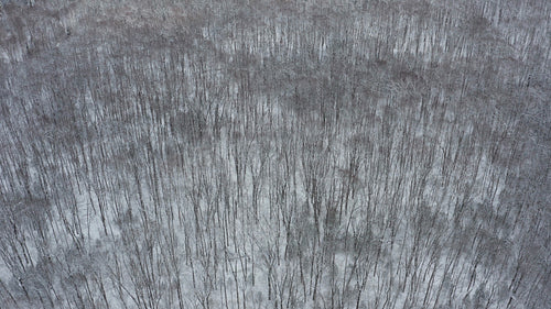 Drone flight over snowy deciduous, winter forest in Ontario, Canada. 4K.