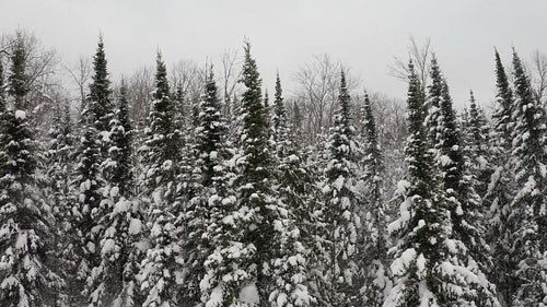 Drone circling conifers with falling snow. 4K.