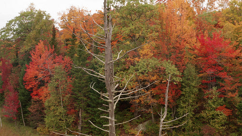 Drone circles dead tree in wetlands. Fall forest background. 4K.