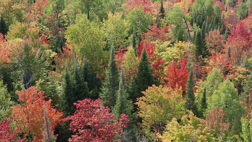 Drone circling conifers and deciduous trees in Fall forest. Ontario, Canada. 4K.