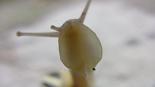 Snail crawls across camera lens. View of rippling muscles as snail moves. HD video.