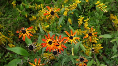 End of summer. Wilting flowers with damaged and missing petals. Ontario. 4K.