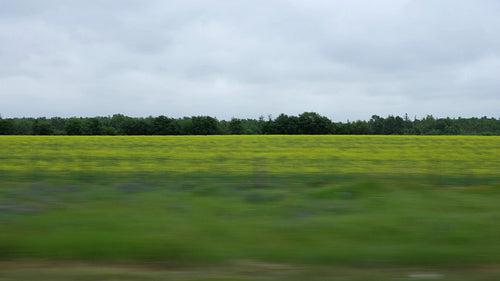 Driving past canola rapeseed fields with grey clouds. Ontario, Canada. 4K.