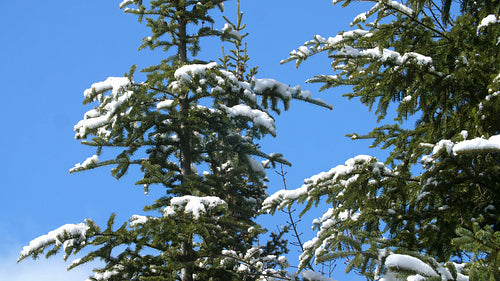 Green conifer with snowy branches and clear blue sky. Winter in Ontari. 4K.