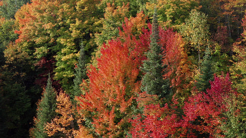 Circling conifer surrounded by red and orange autumn colours. 4K.