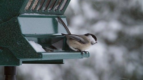 Chickadees at birdfeeder. Winter snowstorm in Ontario, Canada. Closeup.