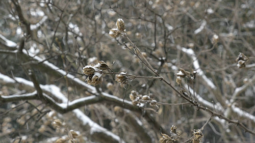 Slow motion snow falling. Winter buds. HD.