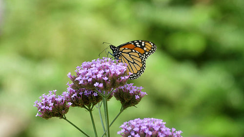 Monarch butterfly feeding on purple verbena flower. Macro shot. 4K.