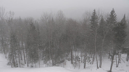 Thick, slow motion snow falling. Woodland background. Winter in ON, Canada. HD.