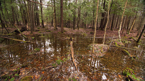 Swamp in the forest. Flooded area in Ontario forest. Half speed 4K clip. 4K.