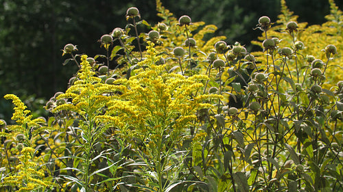 Golden rod plants. 4K.