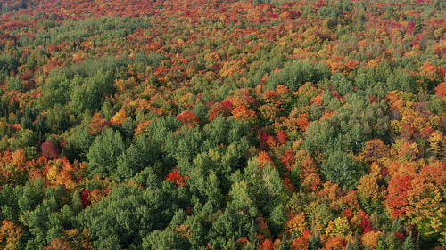 Drone flight high above autumn forest. Ontario, Canada. 4K.