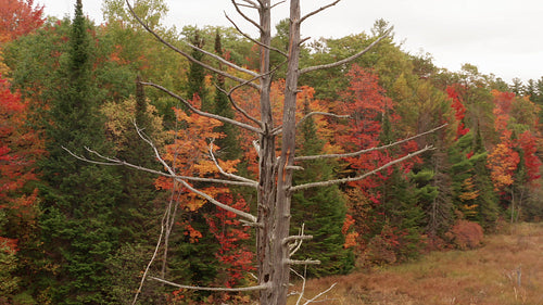 Drone circles dead tree in wetlands. Fall trees in background. 4K.