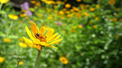 Bee collects pollen from yellow flower and takes off in slow motion. HD.