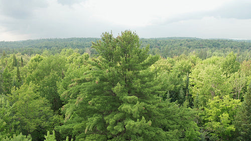 Drone aerial. Circling large Eastern White Pine. Summer in Ontario, Canada. 4K.