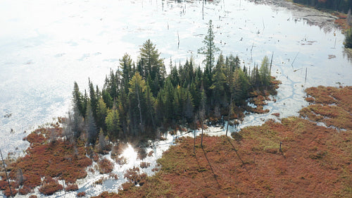 Circling grove of conifers in wetlands lake. Sun reflecting in the water. 4K.