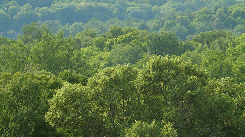 Beautiful green trees in summer forest. Ontario, Canada. 4K.