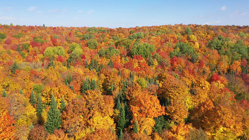 Drone flight over golden fall tree forest. Autumn in Ontario, Canada. 4K.