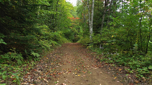 Low drone flight down autumn forest trail. 4K.