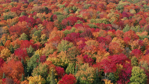 Slow drone flight over brilliant colours of autumn forest. 4K.